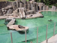 1. třídy na výletě - ZOO Praha