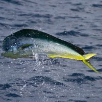 Seznamte se: mahi-mahi